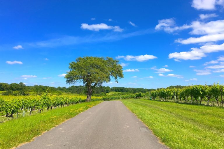 Charente Cognac vineyard
