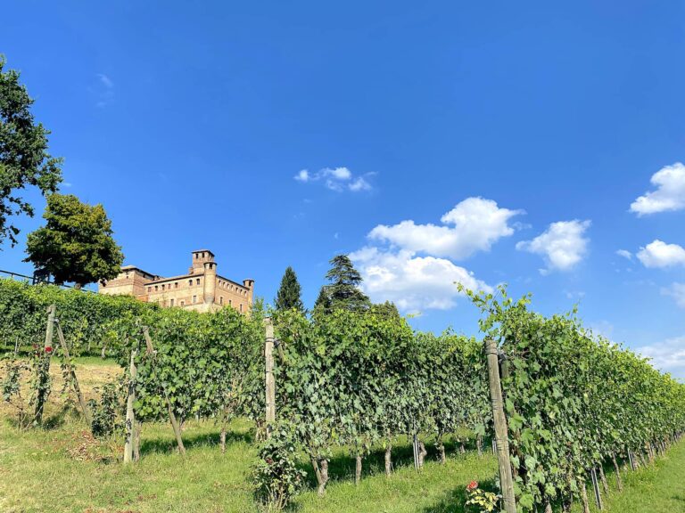 Alba vineyards Italy