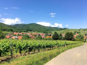 Wine route Alsace Colmar bike tour
