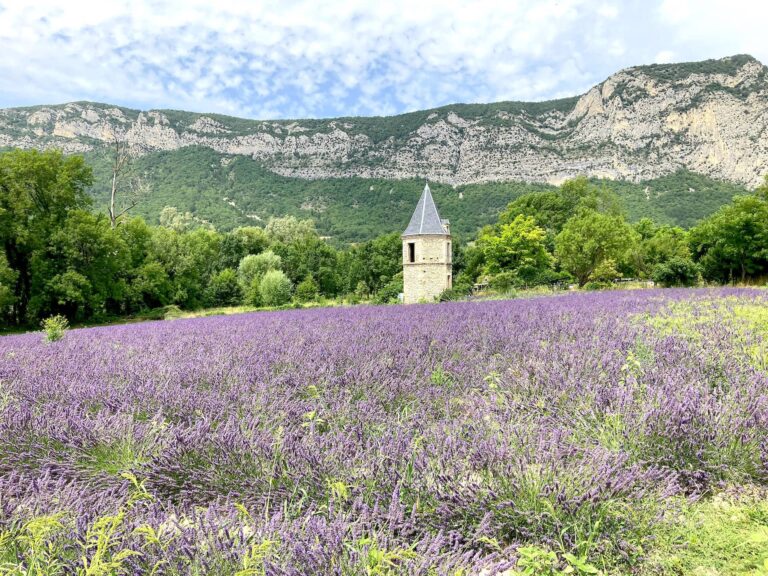 Drôme Provence lavender