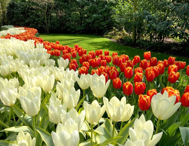 Keukenhof Tulip Gardens Holland bike tour