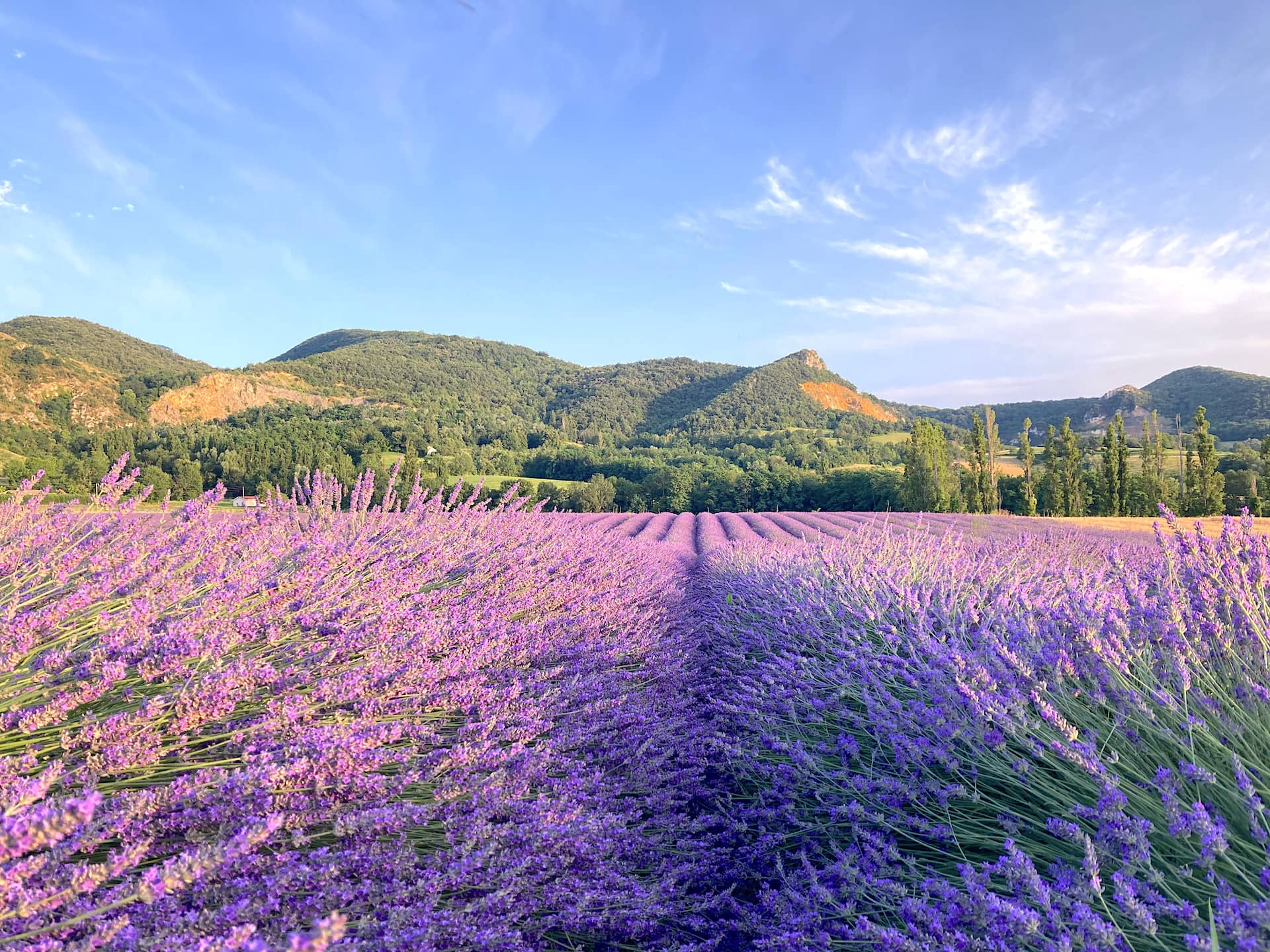 Lavender field Drôme Vercors