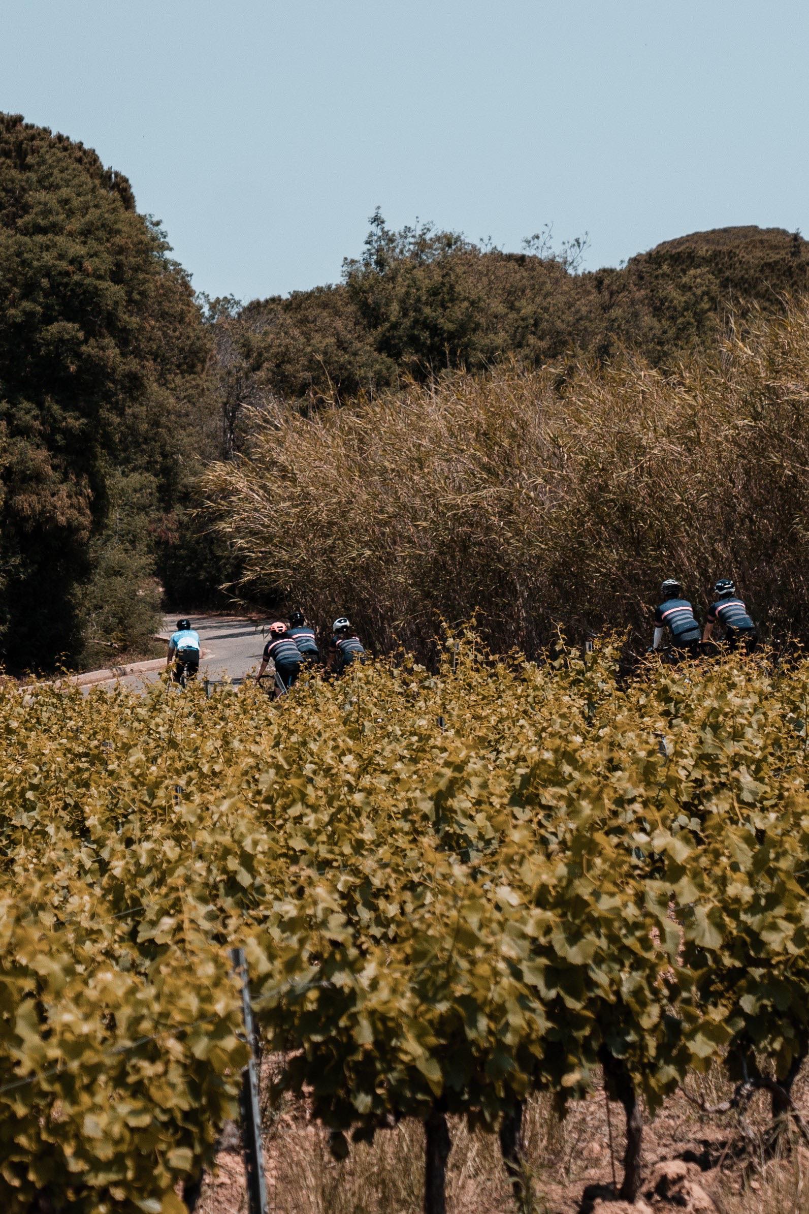 Rosé vineyards near Saint-Tropez