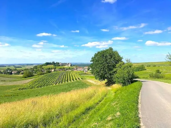Cognac vineyards in Charente