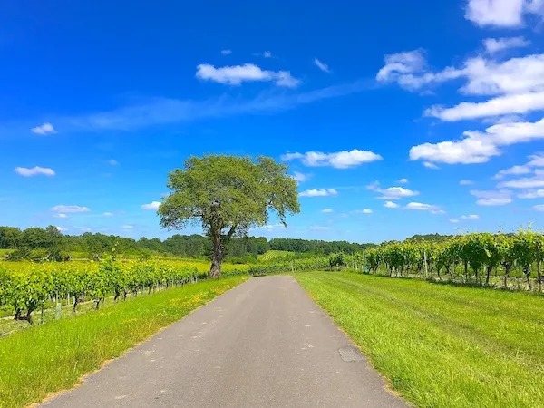 country road through the Cognac vineyards