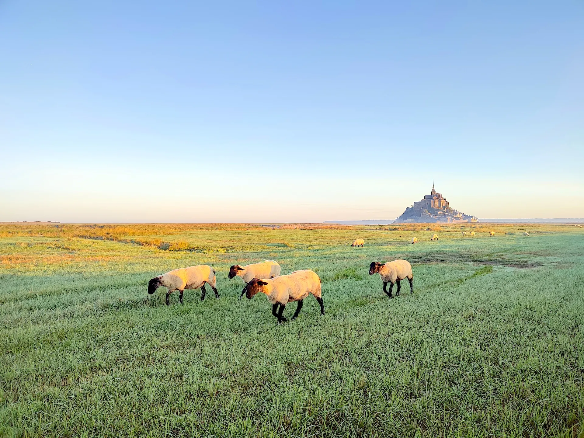 sheep grazing in the meadows at sunrise with Mont Saint-Michel in the background