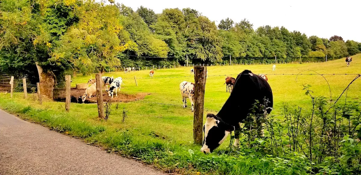 cows in a meadow in Normandy