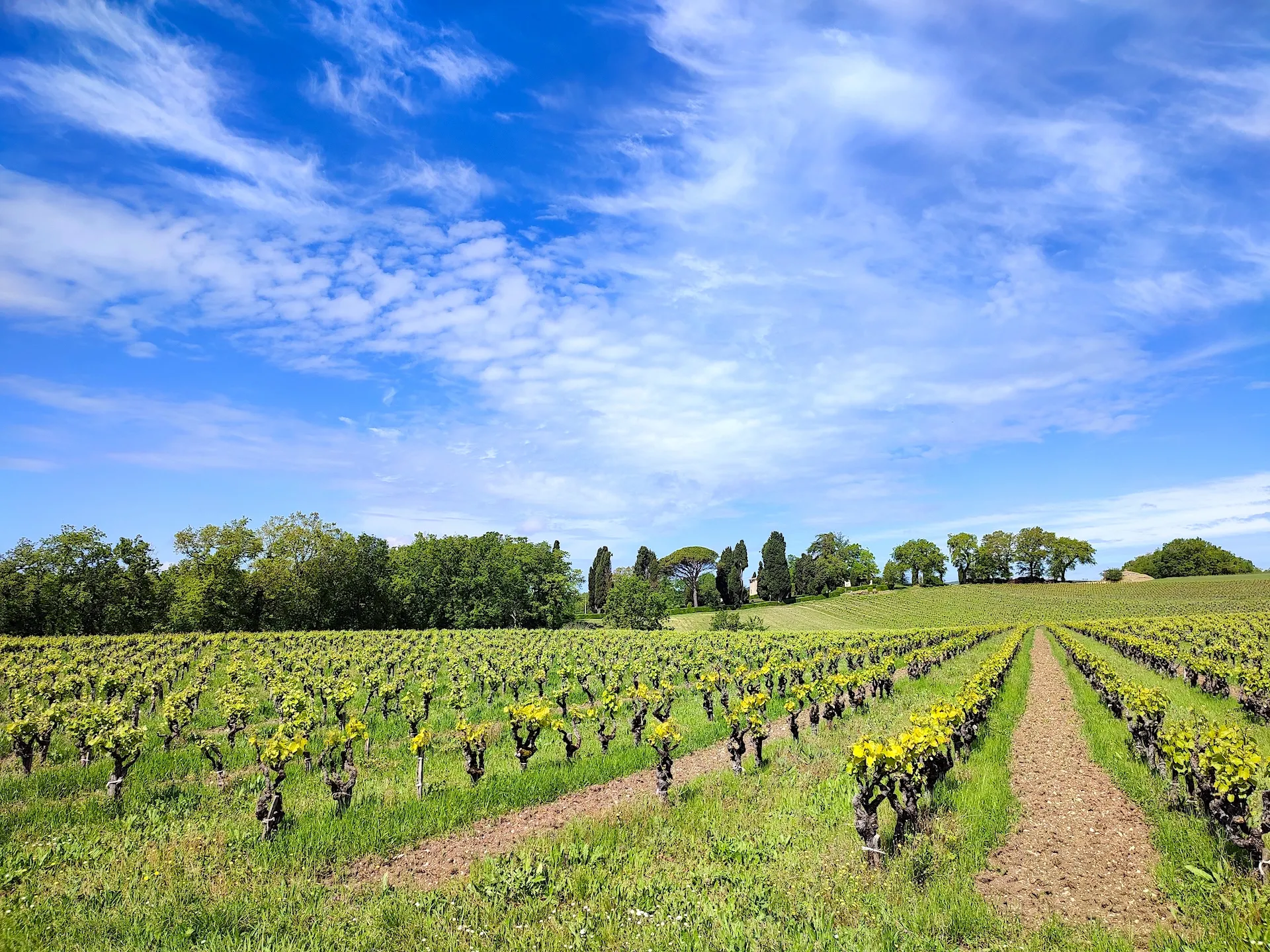 vineyard in the Tarn region, in the Gaillac area