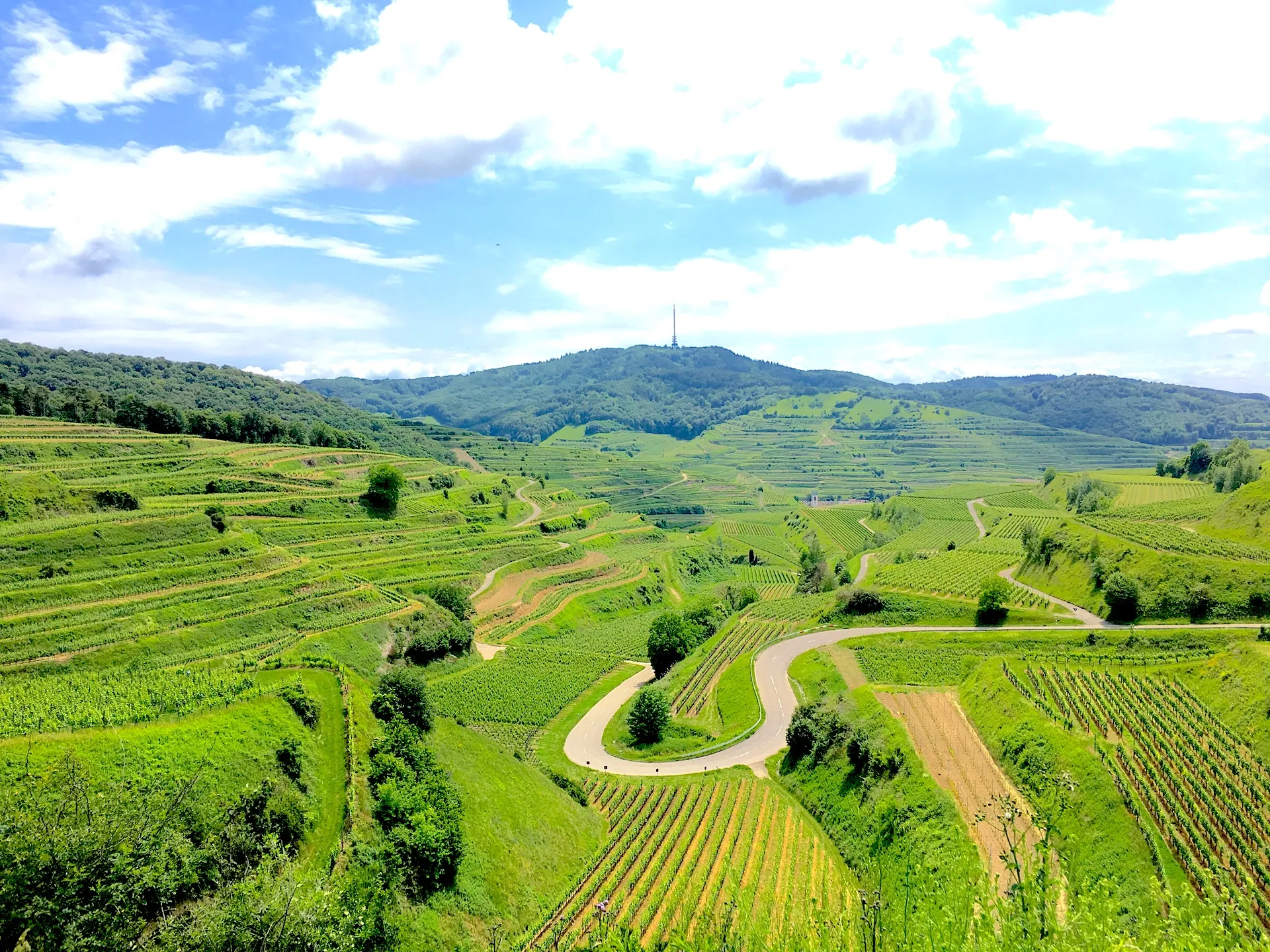Kaiserstuhl vineyard in the Black Forest, Germany